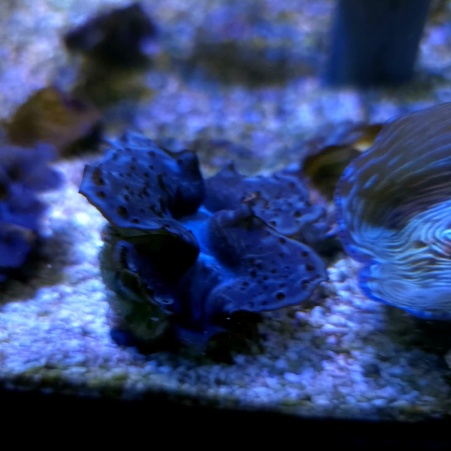 WYSIWYG Bénitier Maxima 7cm