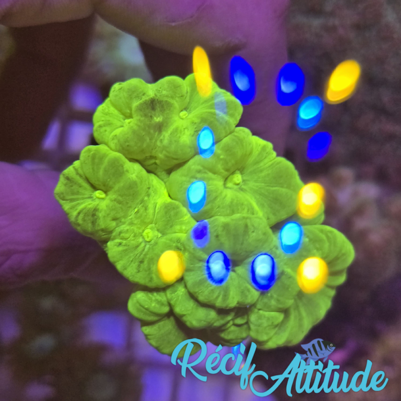 WYSIWYG Caulastrea FURCATA Yellow