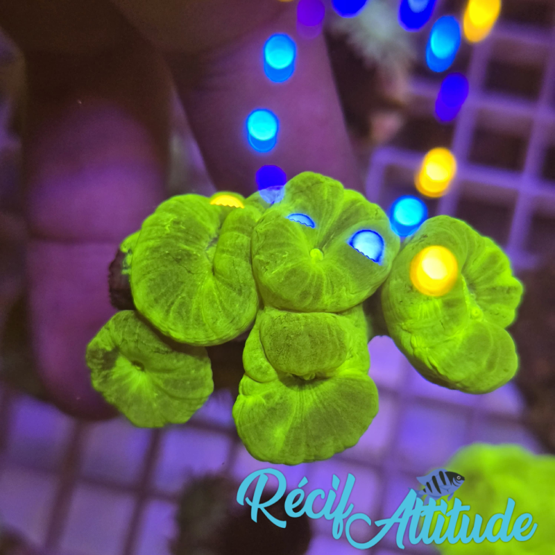 WYSIWYG Caulastrea FURCATA Yellow