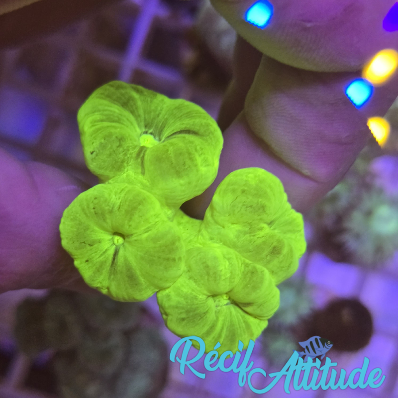 WYSIWYG Caulastrea FURCATA Yellow