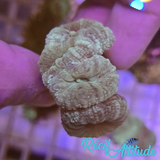 WYSIWYG Caulastrea FURCATA Blue