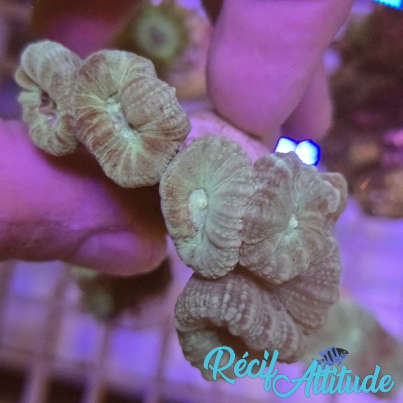 WYSIWYG Caulastrea FURCATA Blue