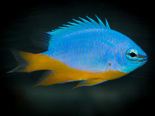 Chrysiptera hemicyanea 2-3cm