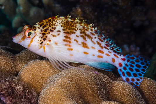 Cirrhitichthys falco 4-6 cm
