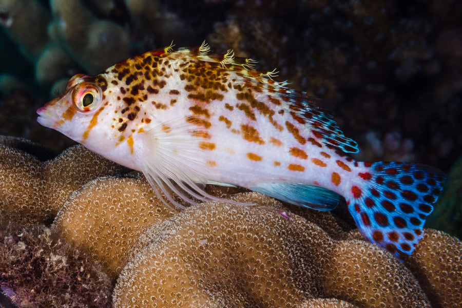 Cirrhitichthys falco 4-6 cm