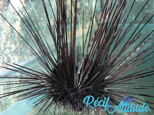 Diadema setosum NOIR 6-8 cm
