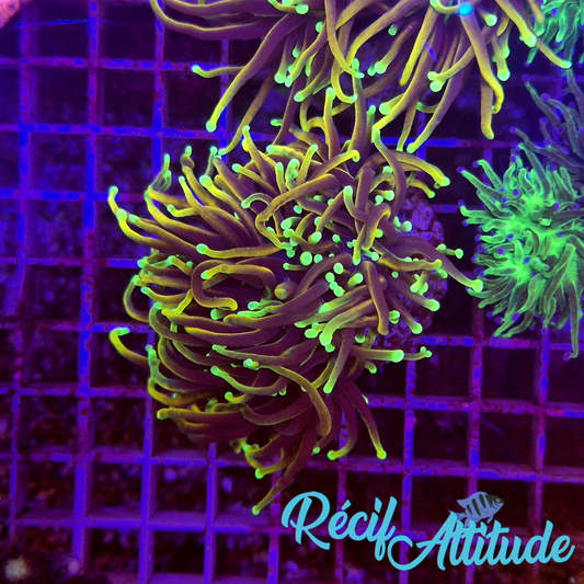WYSIWYG Euphyllia Glabrescens ULTRA Dragon Soul - 1 polype