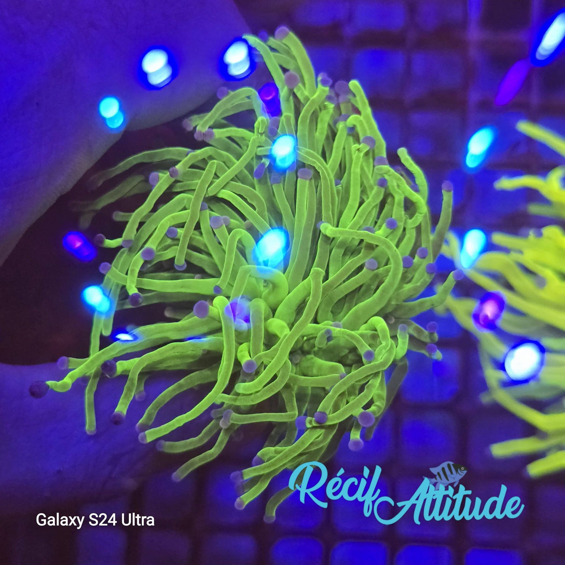 WYSIWYG Euphyllia Glabrescens  ULTRA Tod - 1 polype