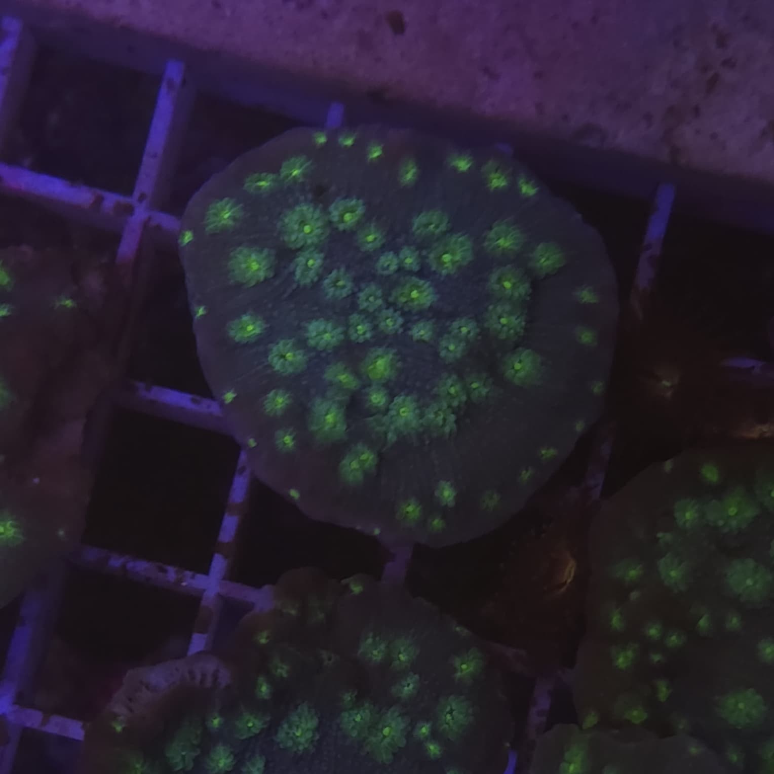 WYSIWYG Echinopora Lamellosa