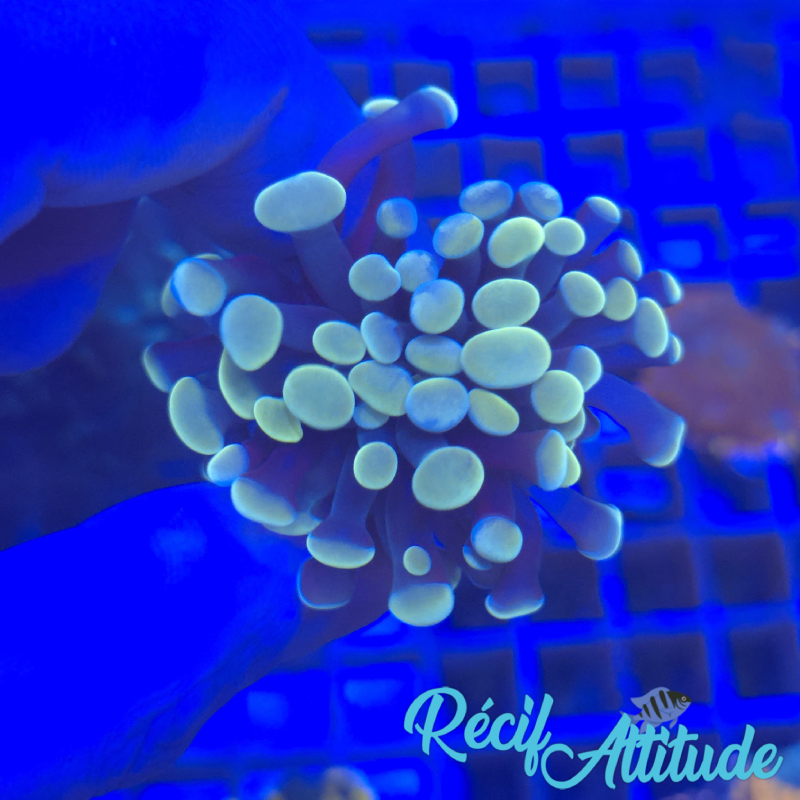 WYSIWYG Euphyllia Paraancora Golden - 1 polype