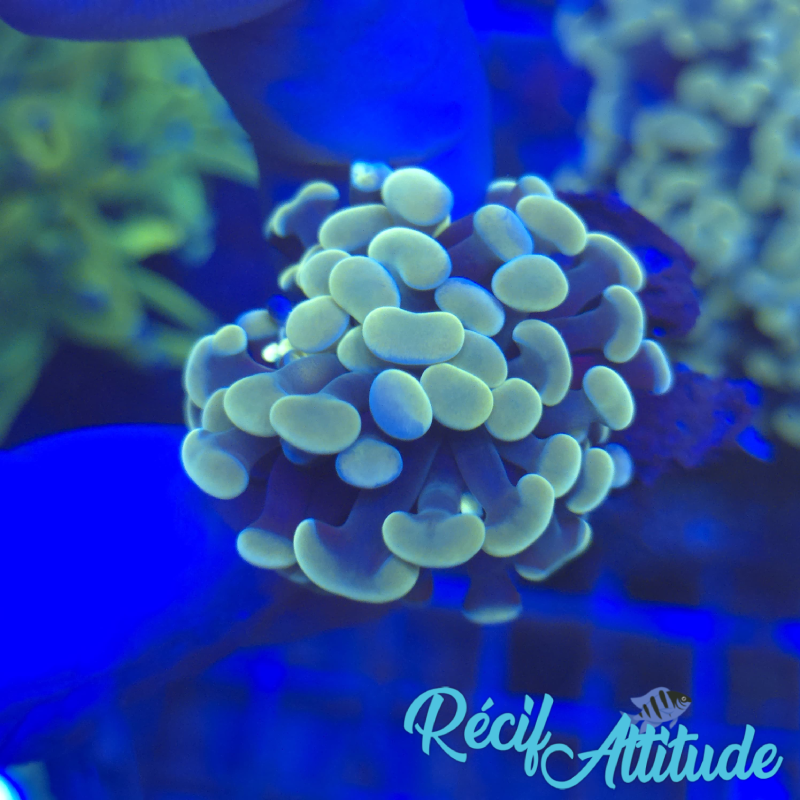 WYSIWYG Euphyllia Paraancora Golden - 1 polype