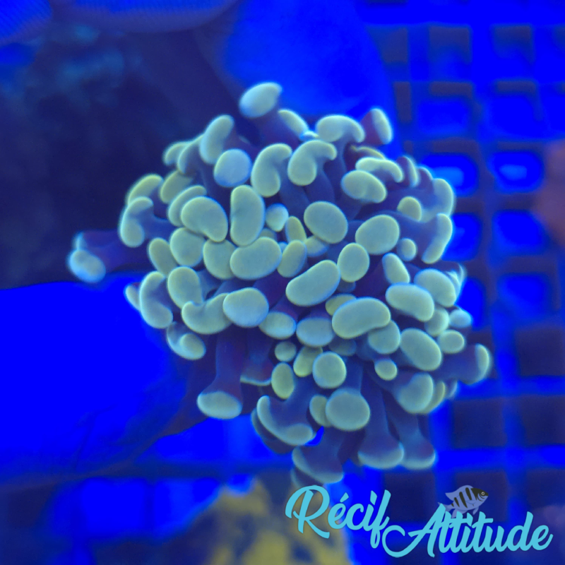 WYSIWYG Euphyllia Paraancora Golden - 2 polypes