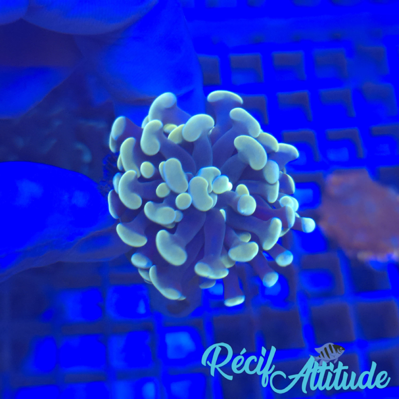 WYSIWYG Euphyllia Paraancora Golden - 1 polype