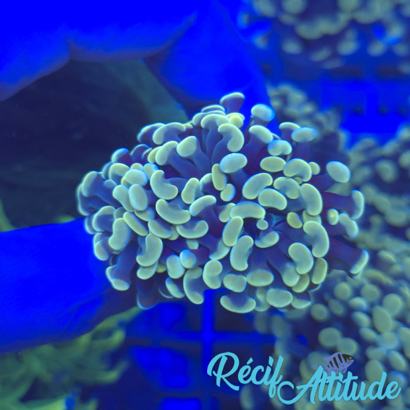 WYSIWYG Euphyllia Paraancora Golden - 2 polypes