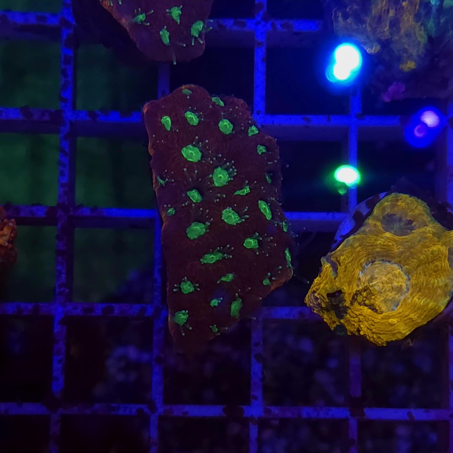 WYSIWYG Favite Sp. Red/Green