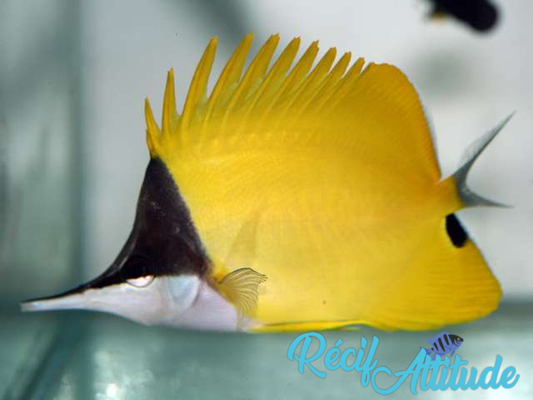 Forcipiger longirostris 8-10cm