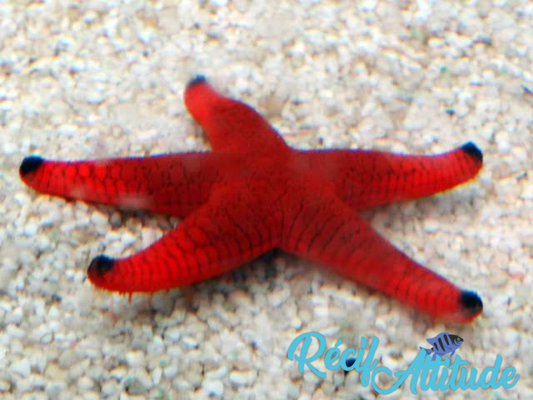 Fromia elegans rouge 6-8cm