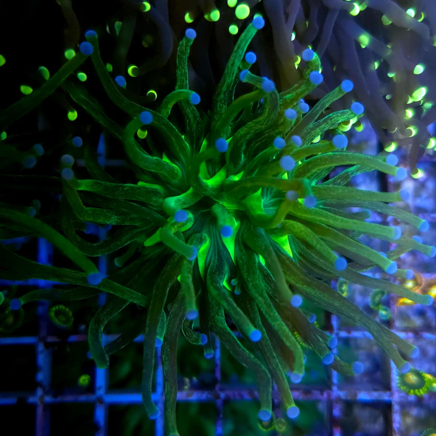 WYSIWYG Euphyllia Glabrescens ULTRA GLITTER - 1 Polype