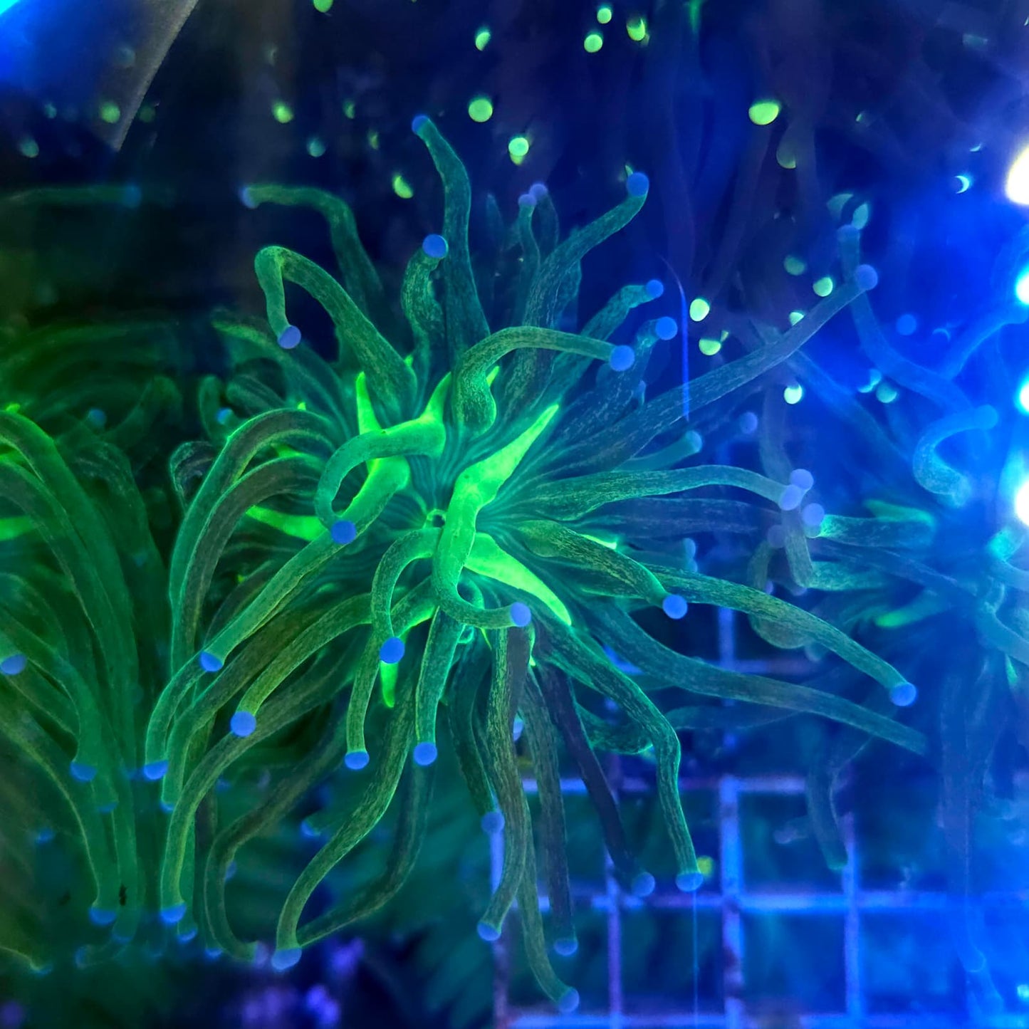 WYSIWYG Euphyllia Glabrescens ULTRA GLITTER - 1 Polype