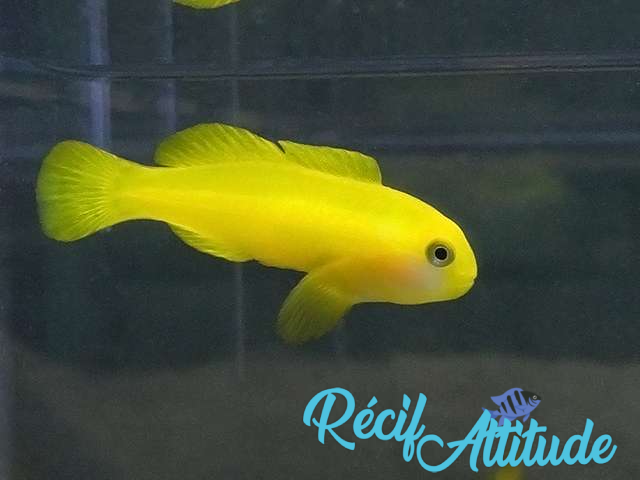 Gobiodon okinawae (3-4 cm)
