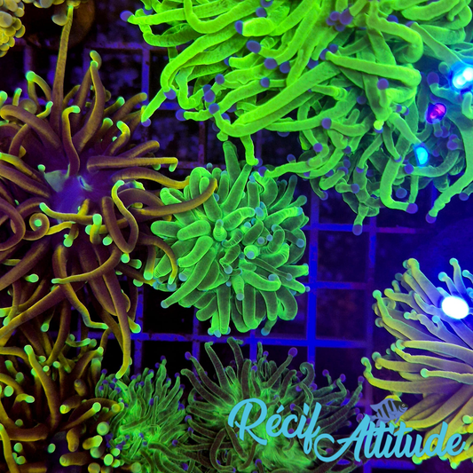 WYSIWYG Euphyllia Glabrescens ULTRA Hulk - 1 polype