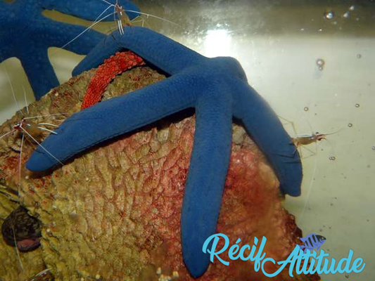 Linckia laevigata bleue 8 - 10cm