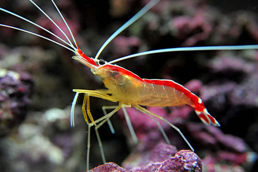 Lysmata amboinensis