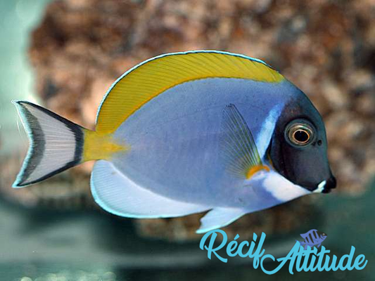 Acanthurus leucosternon 6-8cm