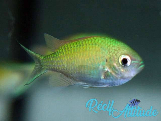 Chromis viridis 2-3cm