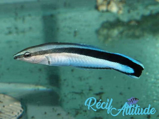 Labroides dimidiatus 4-5cm