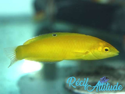 Halichoeres chrysus 4-6cm