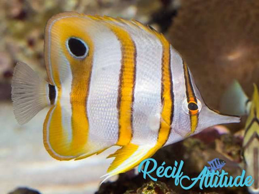 Chelmon rostratus 4-6cm
