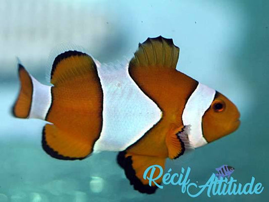 Amphiprion ocellaris 2-3cm