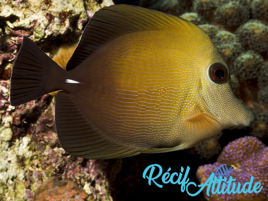 Zebrasoma scopas 3-4cm