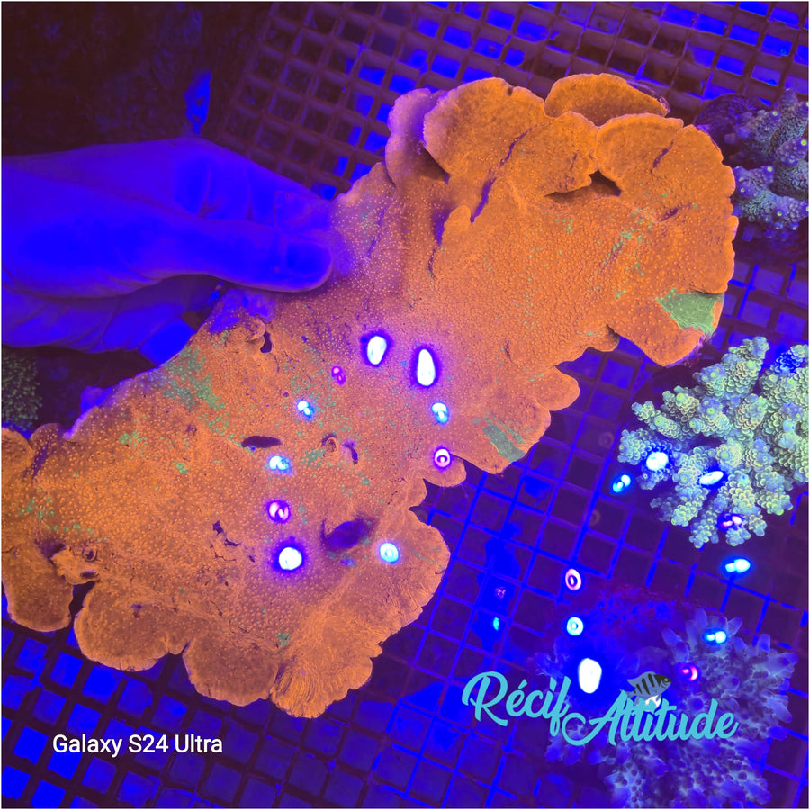 WYSIWYG Montipora plateau GRAFTED Red & Green - 20 - 25cm