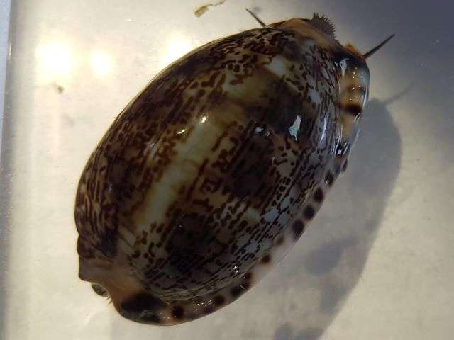 Maurita arabica 4-5cm