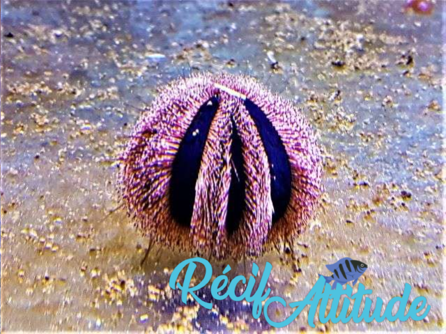 Mespilia globulus Rouge 4-5cm