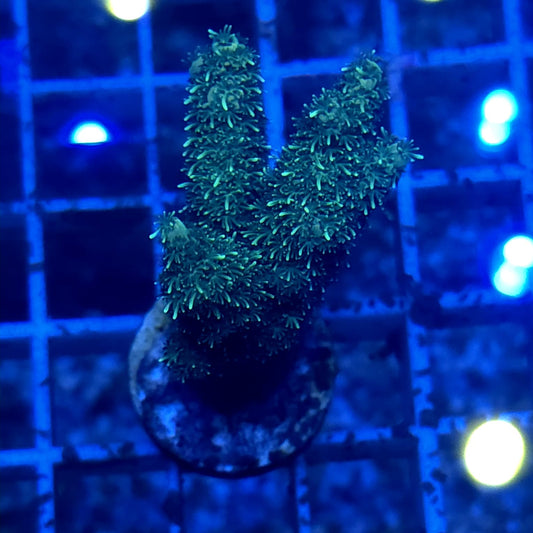 WYSIWYG Acropora Millepora
