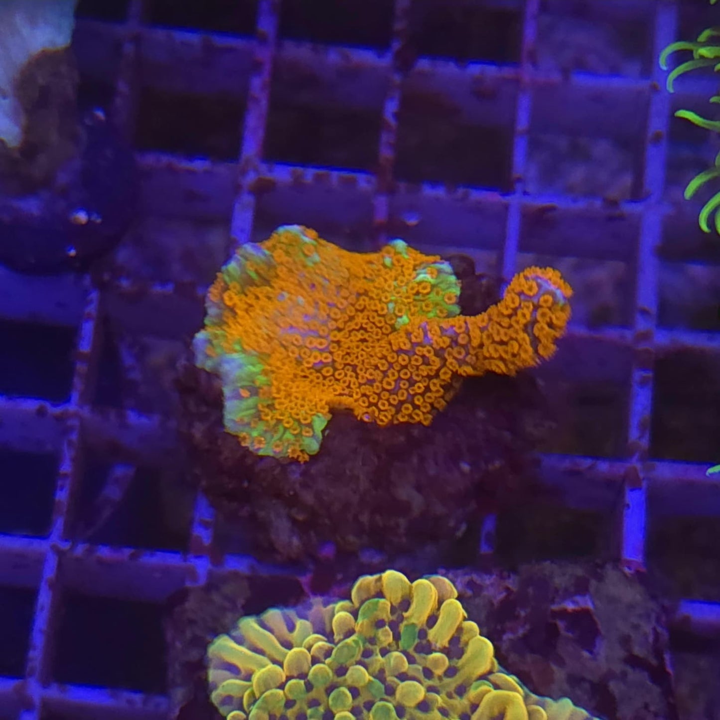 WYSIWYG Montipora Digitata ULTRA Bubble Gum