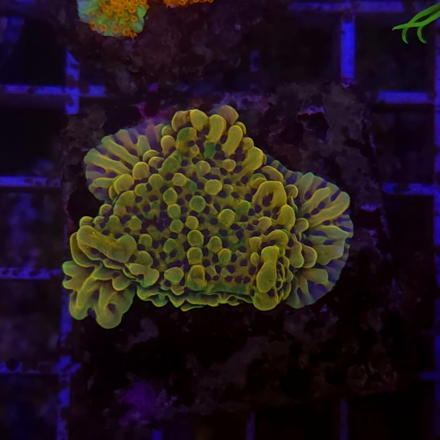 WYSIWYG Montipora plateau Ultra Crazy It