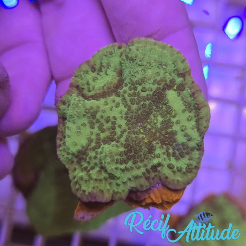 WYSIWYG Montipora plateau Sp. Green