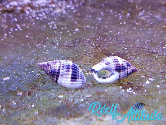 Nassarius margaritifer 2-3cm