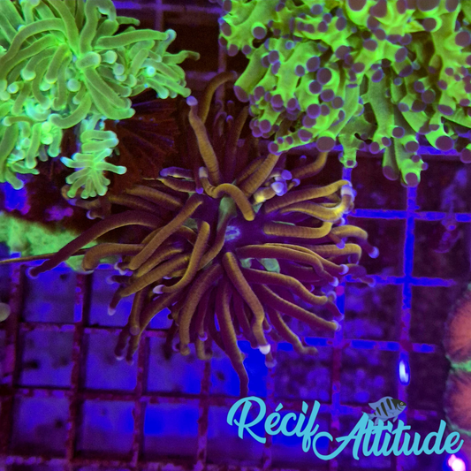 WYSIWYG Euphyllia Glabrescens ULTRA New York Kniks - 1 polypes