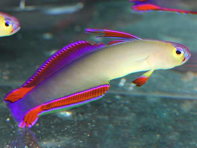 Nemateleotris Decora 4-6cm