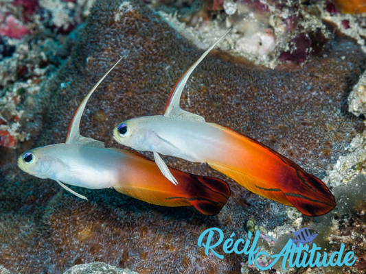 Nemateleotris magnifica 4-6 cm