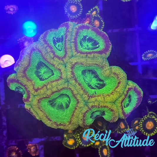 WYSIWYG Acantastrea Echinata Toxic Green