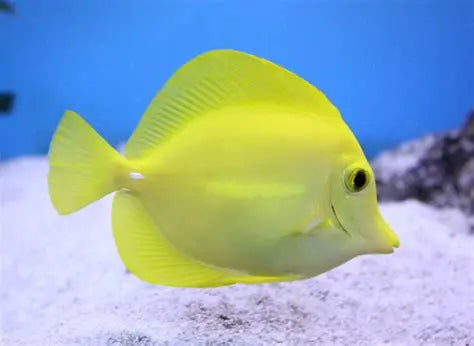 Zebrasoma Flavescence