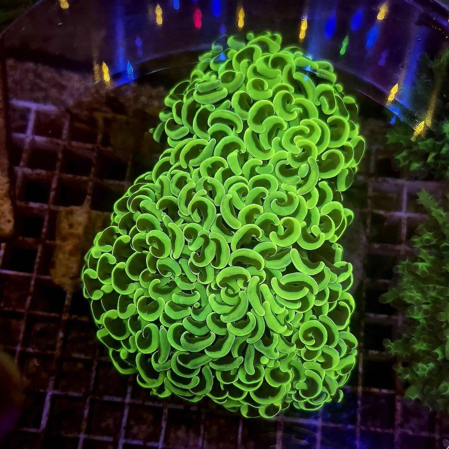 WYSIWYG Euphyllia Ancora Green - 1 polype 15cm