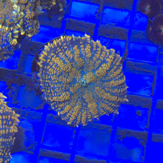 WYSIWYG Rhodactis Sp. Orange & Blue