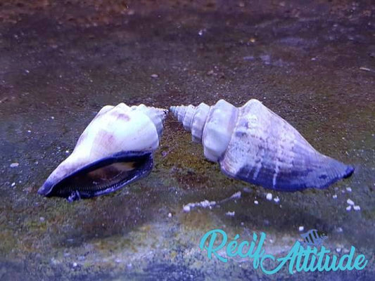 Strombus urceus 4-6cm